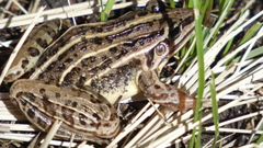 Leptodactylus gracilis