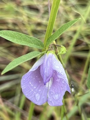 Centrosema virginianum