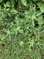 Euphorbia davidii
