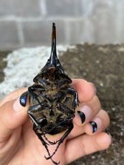 Dynastes hyllus