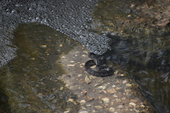 Nerodia fasciata pictiventris