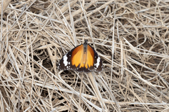 Danaus petilia