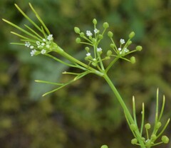 Cyclospermum leptophyllum