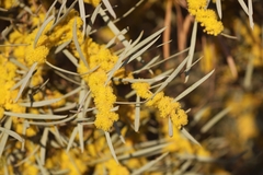 Acacia cambagei