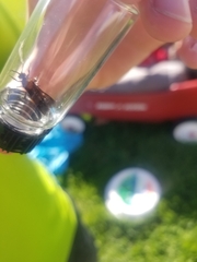 Dasymutilla bioculata