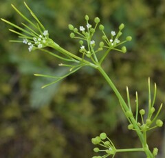 Cyclospermum leptophyllum