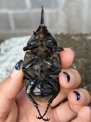 Dynastes hyllus