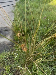 Juncus usitatus