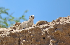 Xerospermophilus tereticaudus