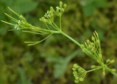 Cyclospermum leptophyllum