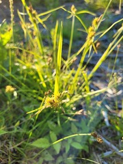Carex oederi
