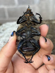 Dynastes hyllus