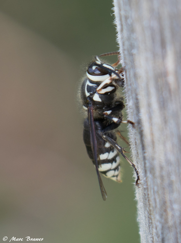 Bald-faced Hornet, photo 10 of 10