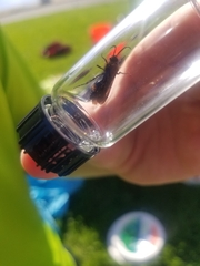 Dasymutilla bioculata