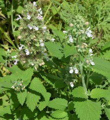 Nepeta cataria