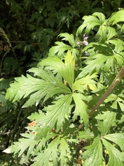 Aconitum toxicum