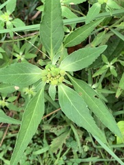 Euphorbia davidii