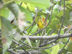 Setophaga discolor