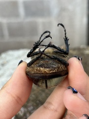 Dynastes hyllus