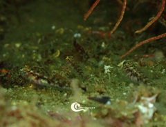 Pomatoschistus pictus