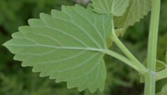 Nepeta cataria