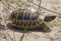 Testudo hermanni