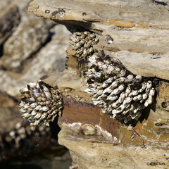 Pollicipes polymerus