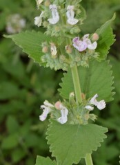 Nepeta cataria