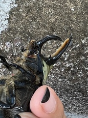 Dynastes hyllus
