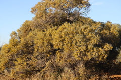 Acacia cambagei