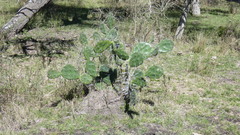 Opuntia megapotamica
