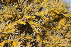 Acacia cambagei