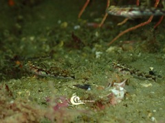 Pomatoschistus pictus