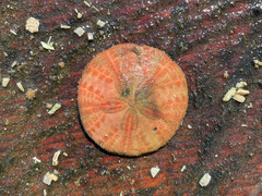 Echinarachnius parma