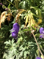 Aconitum toxicum