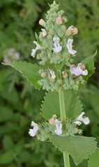 Nepeta cataria