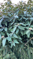 Viburnum rhytidophyllum