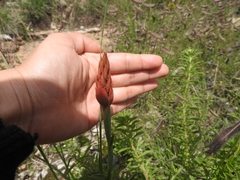 Dichromanthus cinnabarinus