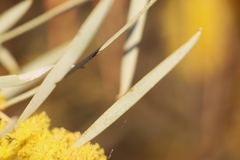 Acacia cambagei