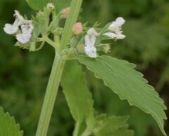 Nepeta cataria