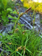 Carex panicea