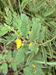 Chamaecrista nictitans
