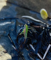 Conocephalus dorsalis