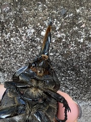 Dynastes hyllus