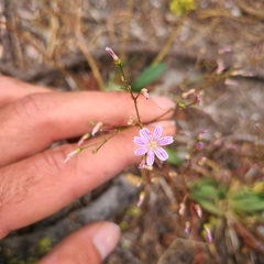 Lewisia columbiana