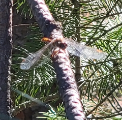 Sympetrum pallipes