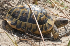 Testudo hermanni