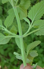Nepeta cataria