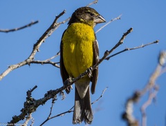 Pheucticus aureoventris