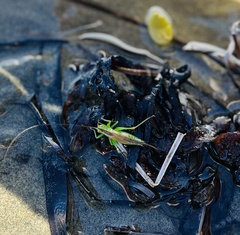 Conocephalus dorsalis